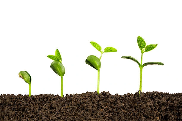 Représentation de l'effet golem via une plante qui pousse